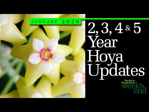 2, 3, 4 & 5 YEAR HOYA UPDATES | Hoya linearis, Hoya lockii, Hoya carnosa, Hoya Rosita And More!