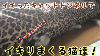 イキったキャットトンネルでイキる！