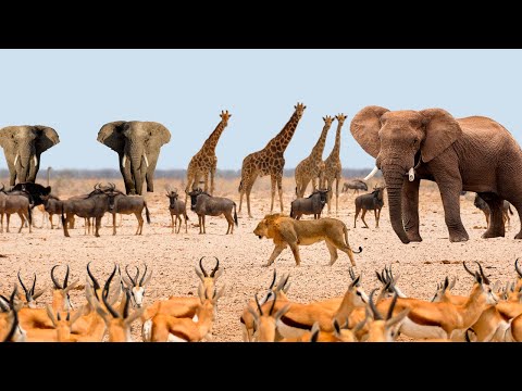 ÁFRICA SELVAGEM | Animais Selvagens da África | VIDA SELVAGEM SAVANA AFRICANA | DOCUMENTÁRIO