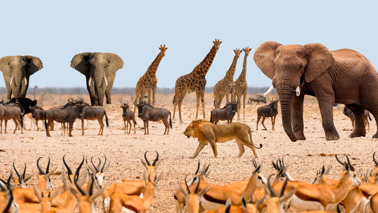 ÁFRICA SELVAGEM | Animais Selvagens da África | VIDA SELVAGEM SAVANA AFRICANA | DOCUMENTÁRIO