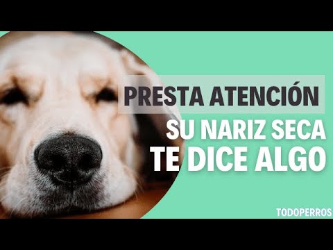 Qué SIGNIFICA que mi PERRO tenga la NARIZ SECA 🐶