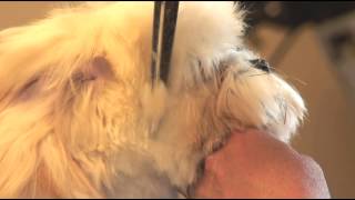 How to Groom a Shaggy-Haired Dog's Head : Dog Grooming
