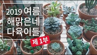 2019 여름 해맑은네 다육이들 근황 -제 1부- succulent 186화 #해맑은TV