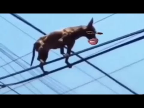 best videos of cachoronildo (3rd part)