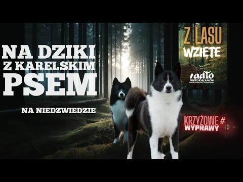 Łowczy, Pies i Biała Stopa. Polujemy z Karelami na DZIKI z podchodu  #Wyprawy Krzyżowe