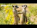 What S It Like To Be A Meerkat Animals With Cameras BBC Earth