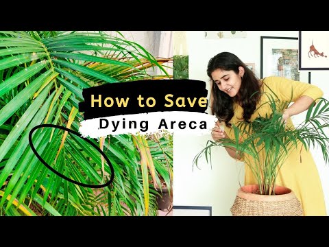 image-Can I put my indoor palm tree outside?