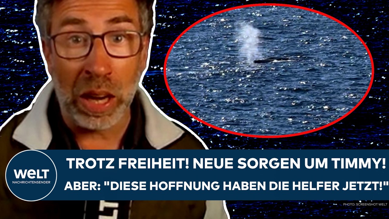 WAL TIMMY IST FREI: Neue Sorgen um den Buckelwal! Aber: "Diese Hoffnung haben die Helfer jetzt!"