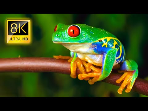 Amazing Frogs in 8K TV HDR 60FPS ULTRA HD