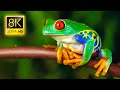Amazing Frogs in 8K TV HDR 60FPS ULTRA HD