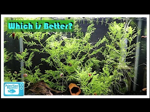 Fish Tank Showdown: 20 Gallon High vs 20 Long!