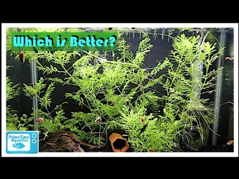 download lagu mp3 mp4 20 Gallon Long Aquarium, download lagu 20 Gallon Long Aquarium gratis, unduh video klip 20 Gallon Long Aquarium