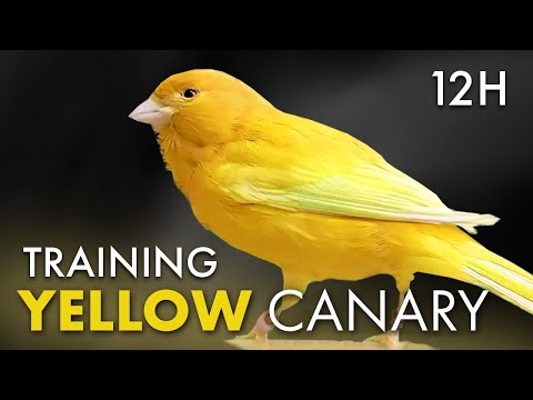 Canary 12h Singing for Training - Relaxing Beautiful Song