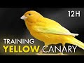 Canary 12h Singing For Training Relaxing Beautiful Song