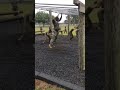 Marines compete in INSANE Obstacle Course 🇺🇸💪🏼 #usmc #obstaclecourse #marines