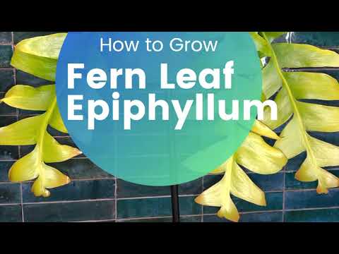 , title : 'How to grow Fern Leaf Epiphyllum Orchid Cactus