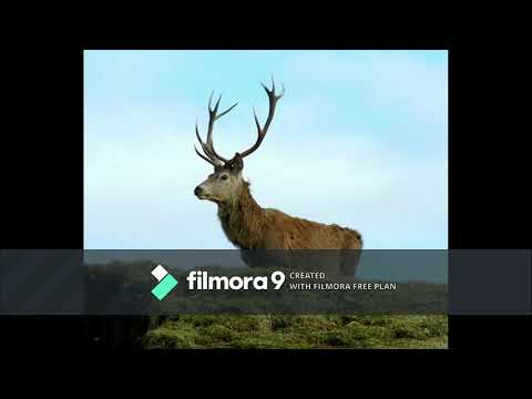 Rade Djurdjevac - The deep hunter ( cover )