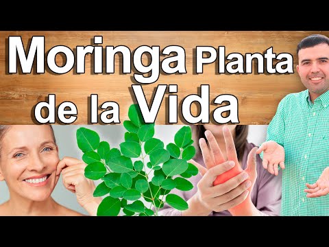 What is Moringa? The Plant of Life - Benefits and Properties for Living 100 Years