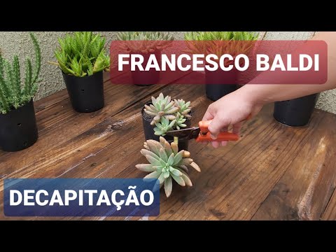 Francesco Baldi decapitação