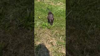 Video preview image #1 Dachshund-Unknown Mix Puppy For Sale in Mechanicsburg, PA, USA