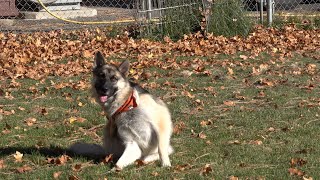 Furever Friends: Shasta