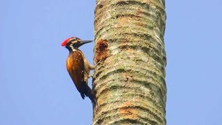 Woodpecker making nest in trees - Instrumental music with soft Piano sound
