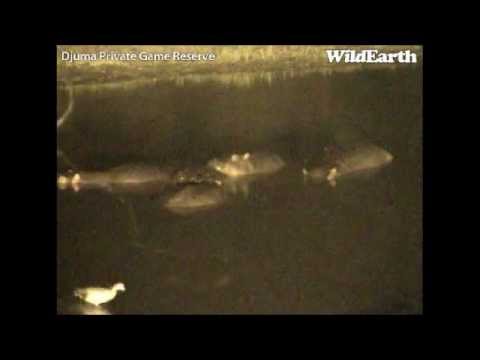 Hippos at Djuma 2-25-12