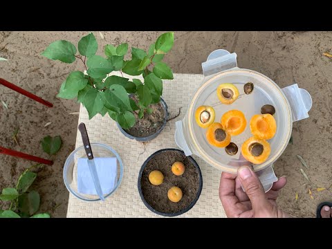 ازرع بذور المشمش بعد أكل الثمار ولا ترميهم وأحصل على افضل شجرة مشمش مجانًا زراعة المشمش من البذور
