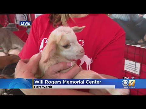 Check out these cute animals at the Fort Worth Stock Show's Petting Zoo!