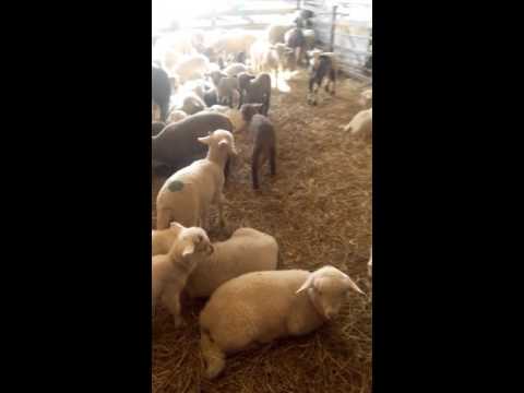 Miei lu Marin ciobanu de la olari prahova