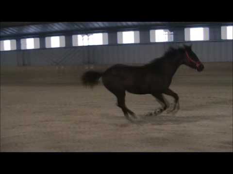 Don Romanov x Glock's Johnson Oldenburg colt yearling 2016