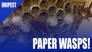 How to Safely Get Rid of Paper Wasps in your Eaves | DIY Pest Control for Wasps