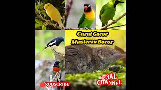 Download lagu Masteran Bocor _ curut gacor mp3 Download lagu Masteran Bocor _ curut gacor mp3