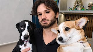 4 JOGOS DE TERROR SOBRE CACHORROS!