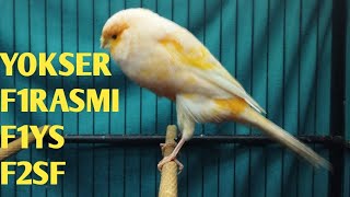 Download lagu BREEDING MATERIALS FOR YOKSER EOO 25, F1YS, F1RASMI, F2SF!!! PLEASE GAS, BOSS Q mp3 Download lagu BREEDING MATERIALS FOR YOKSER EOO 25, F1YS, F1RASMI, F2SF!!! PLEASE GAS, BOSS Q mp3