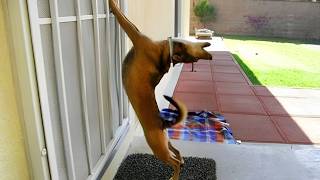 1000% These DRAMATIC ANIMALS Deserve An Oscar! 🤣 Funniest Animal Videos 2025