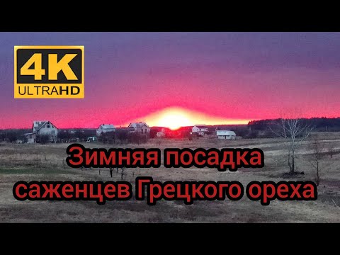 Зимняя посадка саженцев ореха от Н.Киктенко. +2'С. 6.12.2019 winter planting of walnut seedlings