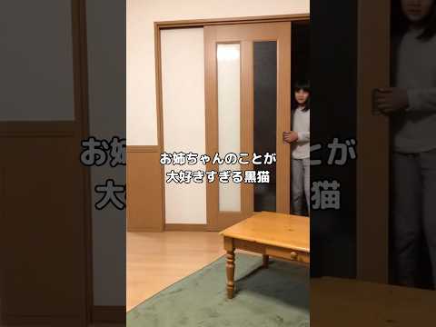 お姉ちゃんのことが大好きすぎてすぐに抱っこを求めちゃう家猫 #黒猫 #猫 #保護猫 #shorts