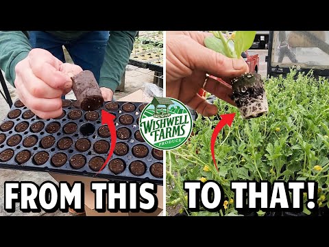 My SECRET to Growing STRONG Seedless Watermelon Plants! 💪🍉