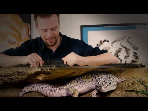 Leopard Gecko Tutorial Part 5 - Climate Regulation in the Terrarium
