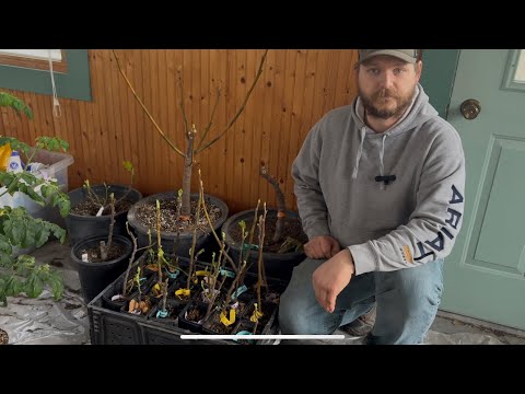 Extreme Cold Fig Growing in Zone 4B Iowa