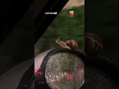 Caracol pega carona em retrovisor de carro durante tempestade na Rússia