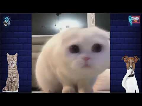 ¡LOS ANIMALES DIVERTIDOS FALLAN! - ¡INTENTA NO RETAR EL RETO! PARTE 3