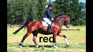 Björn Rosenström - Ragnar