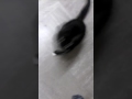 Cat In Washing Machine