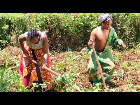 kipsang ft omomo boss (parody by producer dennoh) DIAL*812*800# as Skiza