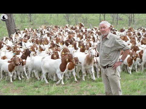 , title : 'Granja de cabras al aire libre - Cómo Estados Unidos cría millones de cabras'