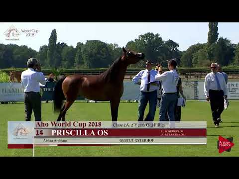 N.14 PRISCILLA OS - Chantilly 2018 AHO World Cup - 2 Years Old Fillies (Class 2A)