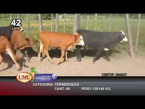 Lote 85 Terneros/as en Lomas de Vallejos, Corrientes