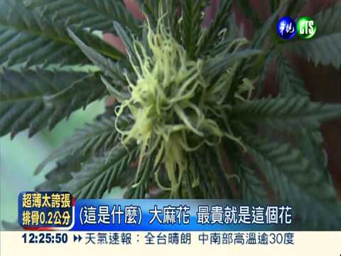 滿屋盆栽! 美籍師租豪宅種大麻